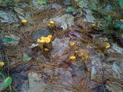 chanterelles