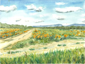 Picture of a pumkin field with mountains in the back