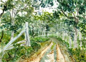 Watercolor painting of a winding dirt road through forest with trees and broken wooden fence.